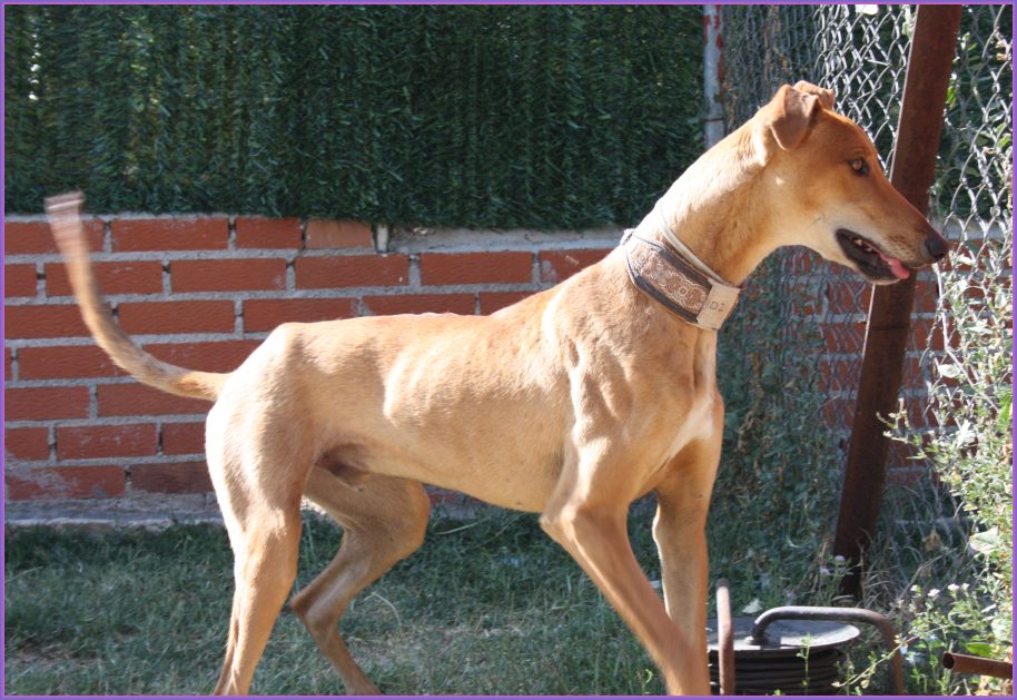 Problemhundetraining